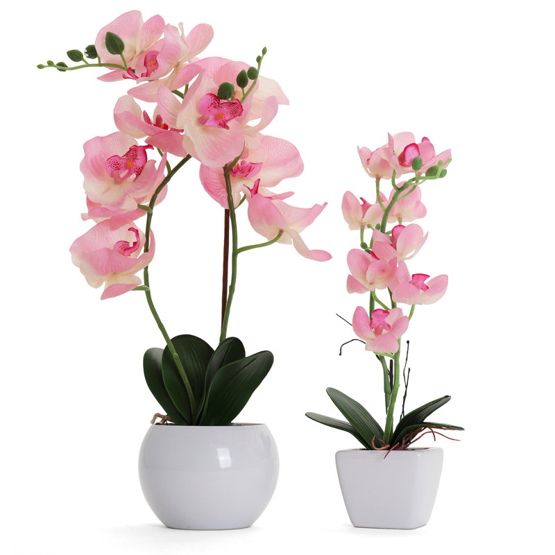 Bornbridge Artificial Orchid in Vase & Reviews Wayfair